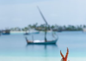 maledivy-hotel-conrad-rangali-island-052_ext_w_1.jpg