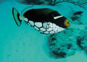maledivy-hotel-constance-moofushi-resort-196_ext_w_1.jpg