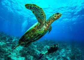 maledivy-hotel-dusit-thani-maldives-545_ext_w_1.jpg